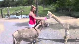 Funny Accident in Zoo   Jealous Donkey    Ð ÐµÐ²Ð½Ð¸Ð²Ñ‹Ð¹ Ð¾ÑÐ»Ð¸Ðº