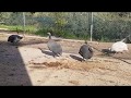 Guinea fowl(Φραγκόκοτες) Royal Palm Turkeys(γαλοπούλες) - Freddy Farm - (4K video\samsung galaxy s7)
