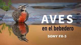 Aves en el bebedero - SONY FX-3