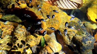 Aquatic Insect That Walk On Water
