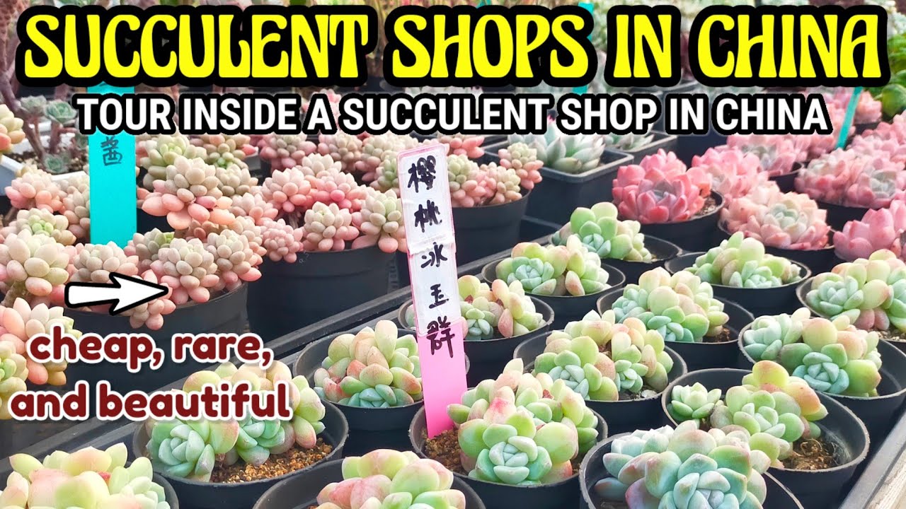 HOW TO BUY SUCCULENTS IN CHINA? RARE SUCCULENTS AND CACTI TOUR || Succulent Plant Shop in China