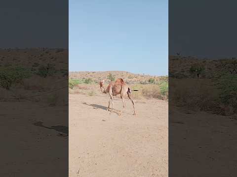 حالة الإبل السيئة بسبب الحرارة الشديدة تقلق بشأن الماء