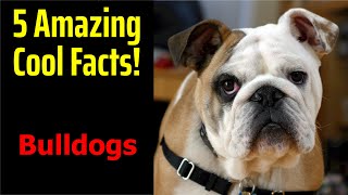 5 Fascinating Facts About Bulldogs