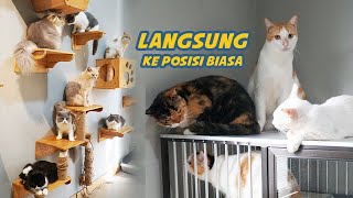 KUCING KUCING BERTUKAR NASIB by Kucing Cemara 4,869 views 1 month ago 16 minutes