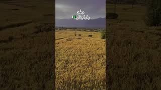 Golden Green after rain in Parachinar #malikhel #parachinar #music #naturelovers #hossainvlogs