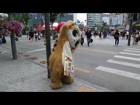 JHKTV] shinchon famous <strong>cat</strong> I&amp;#39;<strong>m</strong> rooting for you 신촌 유명한 고양이 그대를 응원합니다