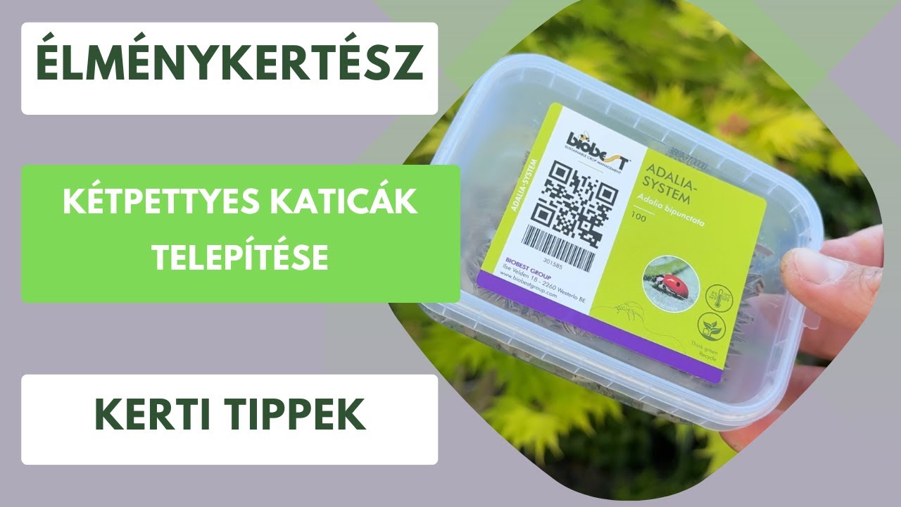 Mi történik, ha katicákat engedsz a kertedbe?🐞 Élménykertész projekt
