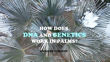 Palmy a Zahrady - Czech Republic - Zone 5A/ 5B - FROST HARDINESS OR GENETIC LIMIT? - 5.12.2025