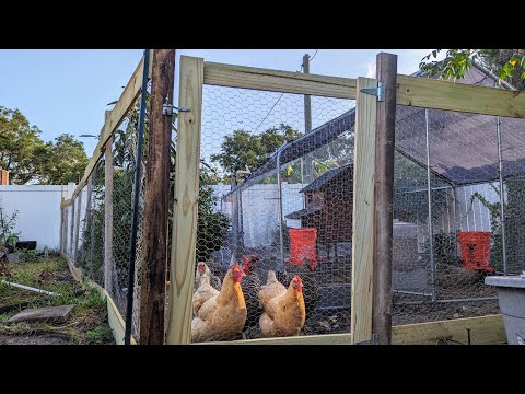 Sturdy chicken run for $50 using scrap wood, reused chicken wire and new fence pickets