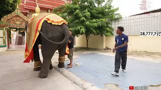 Ishowspeed And Elephant Go Crazy In Thailand
