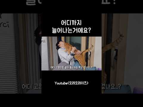 옷 갈아입을 시간은 주세요 치희빈씨 #개냥이 #고양이 #cat