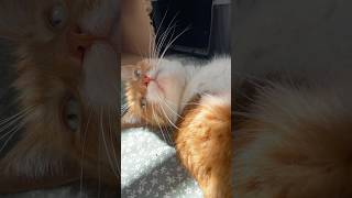 #carlife #pets #cutecat