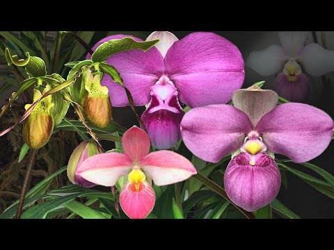 Vidéo: Wild Lady Slipper Orchids - Cultiver une fleur sauvage Lady Slipper