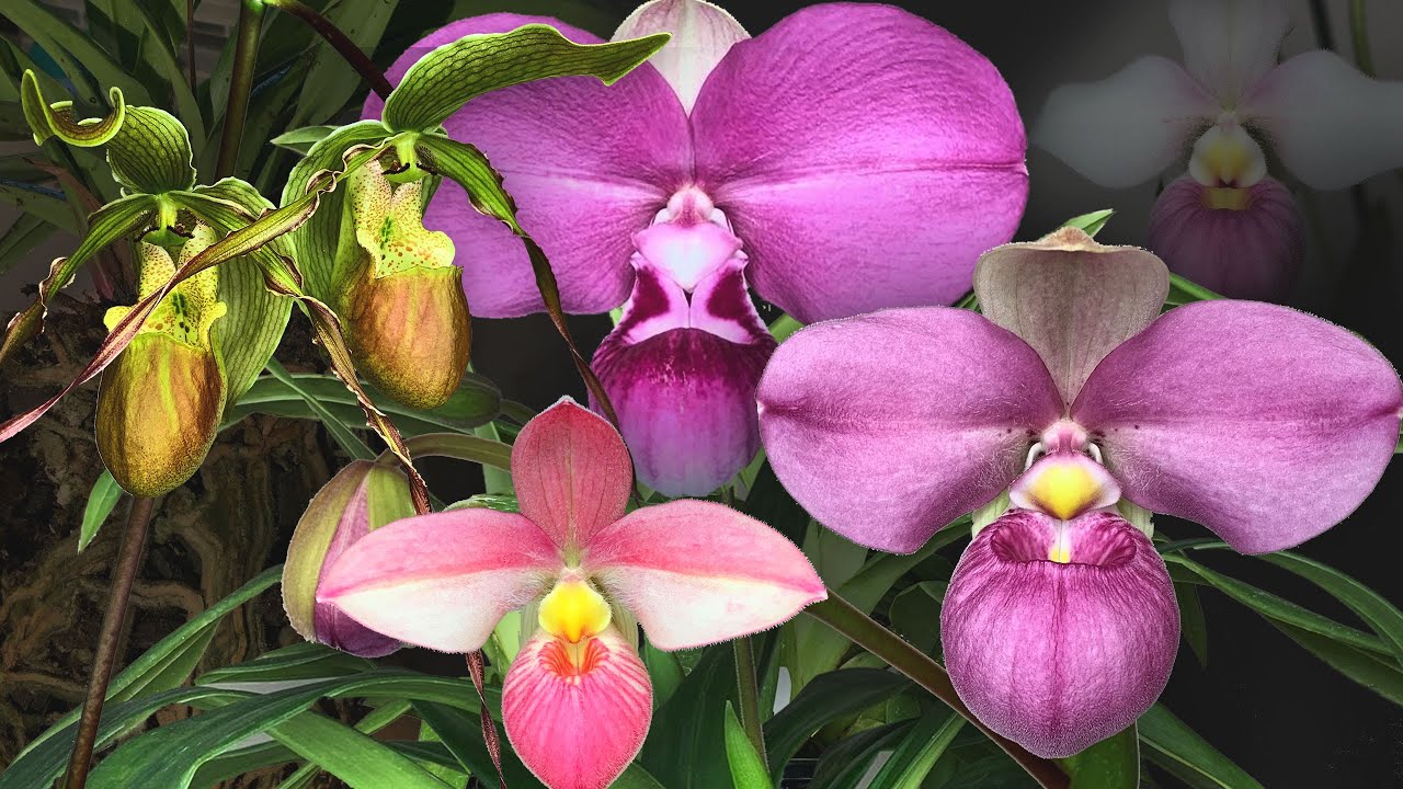 Amazing slipper orchid. Phragmipedium dalessandroi ~ Nice Seed Grown Plants 