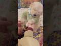 Cute puppy ❤️ #かわいい犬 #anjingcomel #สุนัขน่ารัก#cutedogph #chóđángyêu #anjinglucu #cachorrofofo