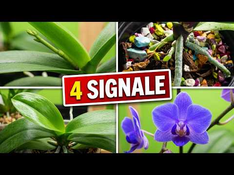 Blüht deine Orchidee bald? Achte auf diese 4 Details
