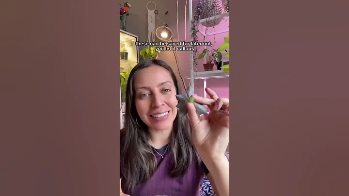 Got some stretched out succulents? #succulents #succulentlove #plantcare #plantcaretips