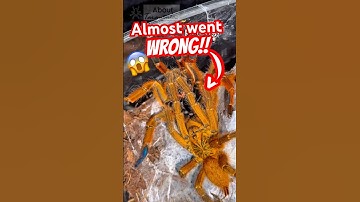 OBT Pairing - She almost ATE HIM!! 😳😱 #tarantula #spider #obt #breeding #pairing #arachnophobia