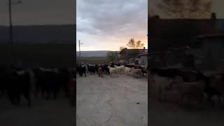 LEYLA Ezginin günlüğü Şehr-i Tavşanlı