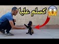 أصغر كلب يسلم و يسمع الكلام جيدا ❤🐶 dressage chien qui me salue