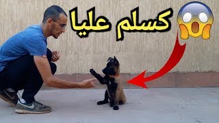 أصغر كلب يسلم و يسمع الكلام جيدا ❤🐶 dressage chien qui me salue