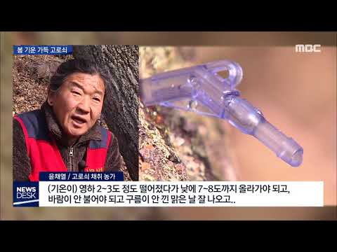 .&amp;#39;고로쇠 <strong>수액</strong>&amp;#39; 채취 한창