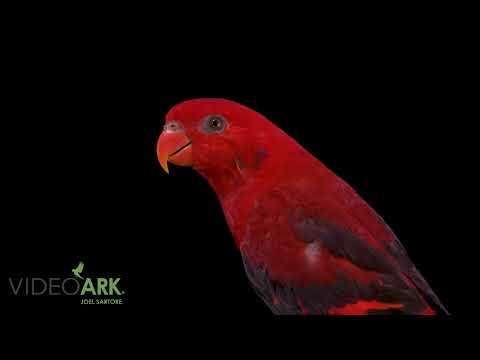 A violet-necked lory (Eos squamata obiensis) at Anak Burung Tropikana in Bali, Indonesia.