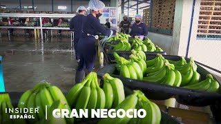 Por Qué La Banana Más Popular Del Mundo Podría Extinguirse | Gran Negocio | Insider Español