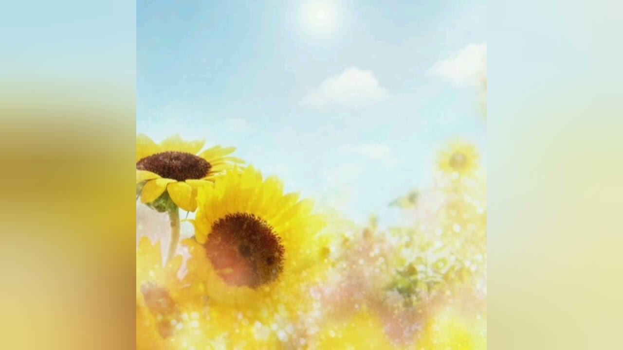 Sapientdream - Sunflower V3