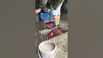 ЧЕМ КОРМИТЬ КУР? Свеклой.