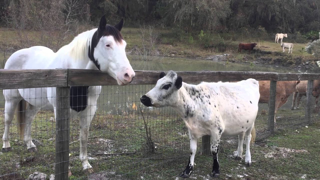 Cow meets horse YouTube