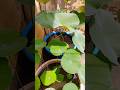 Lotus leaf 💚 #chandramarajgarden #shorts #ytshorts #gardenplants #lotus #leaf #yt