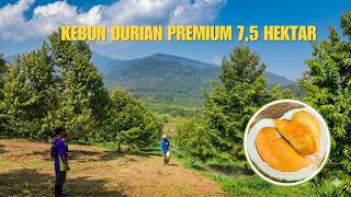 Perkebunan Durian Premium, Sekali Panen Bisa 2,5 Ton
