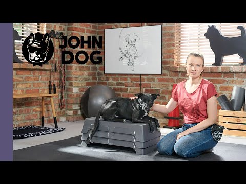 Jak samemu prawidłowo ocenić kondycję psa? – PSI FITNESS – John Dog