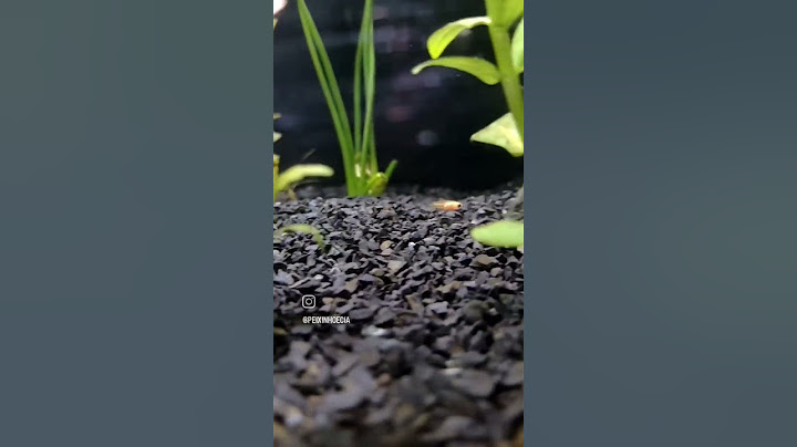Olha como está nossa maternidade #peixes #alevinos #petlover #petfish #aquarismo #aquário #peixe