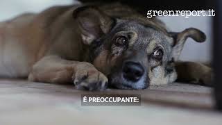 VIDEONOTIZIE - I danni dei botti di Capodanno sulla fauna