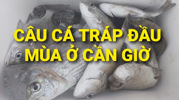 Câu cá Tráp ( cá Hanh ) đầu mùa cá ăn liên tục giật phê tay || Câu cá thiên nhiên