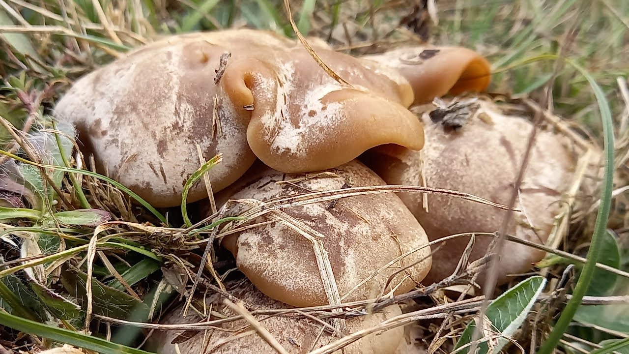Lepista Panaeolus fungo commestibile bello. 31 Ottobre 2021