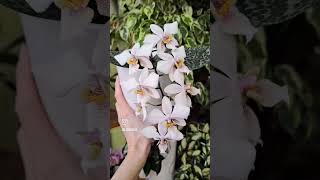 .O The First Two Orchids Are Noid, Phal Pico Chip, Phal Philadelphia