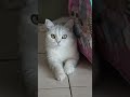 Billiyon Se Mohabbat Karein 🐱 | Islamic Reminder About Kindness ✨