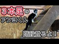 【三本足の猫】元気に階段やキャットタワーに登る姿をノーカットでお届け！