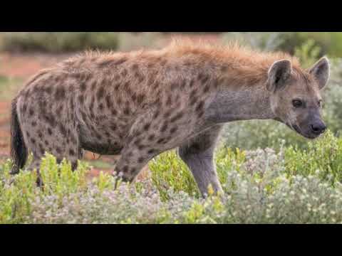 Hyena Sounds