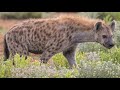 Hyena Sounds Hyena Sounds
