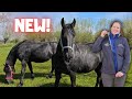 New! | My jacket is cut to pieces | Big bellies | Friesian Horses