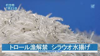 トロール漁解禁　シラウオ水揚げ　霞ケ浦と北浦