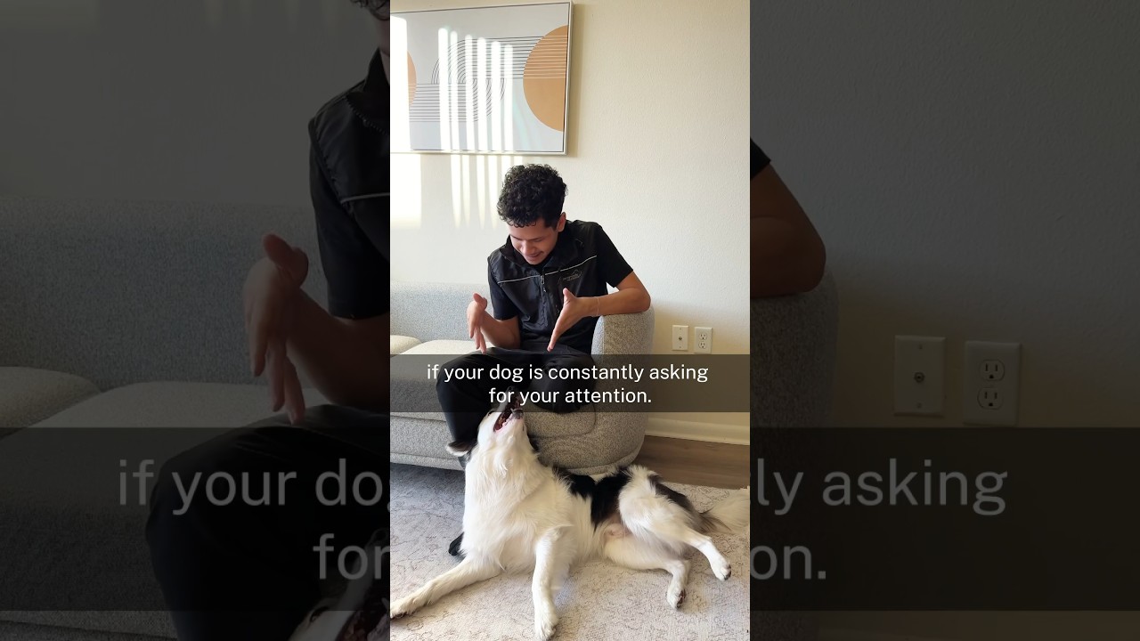 Как перестать просить внимания ✋🐕❌
