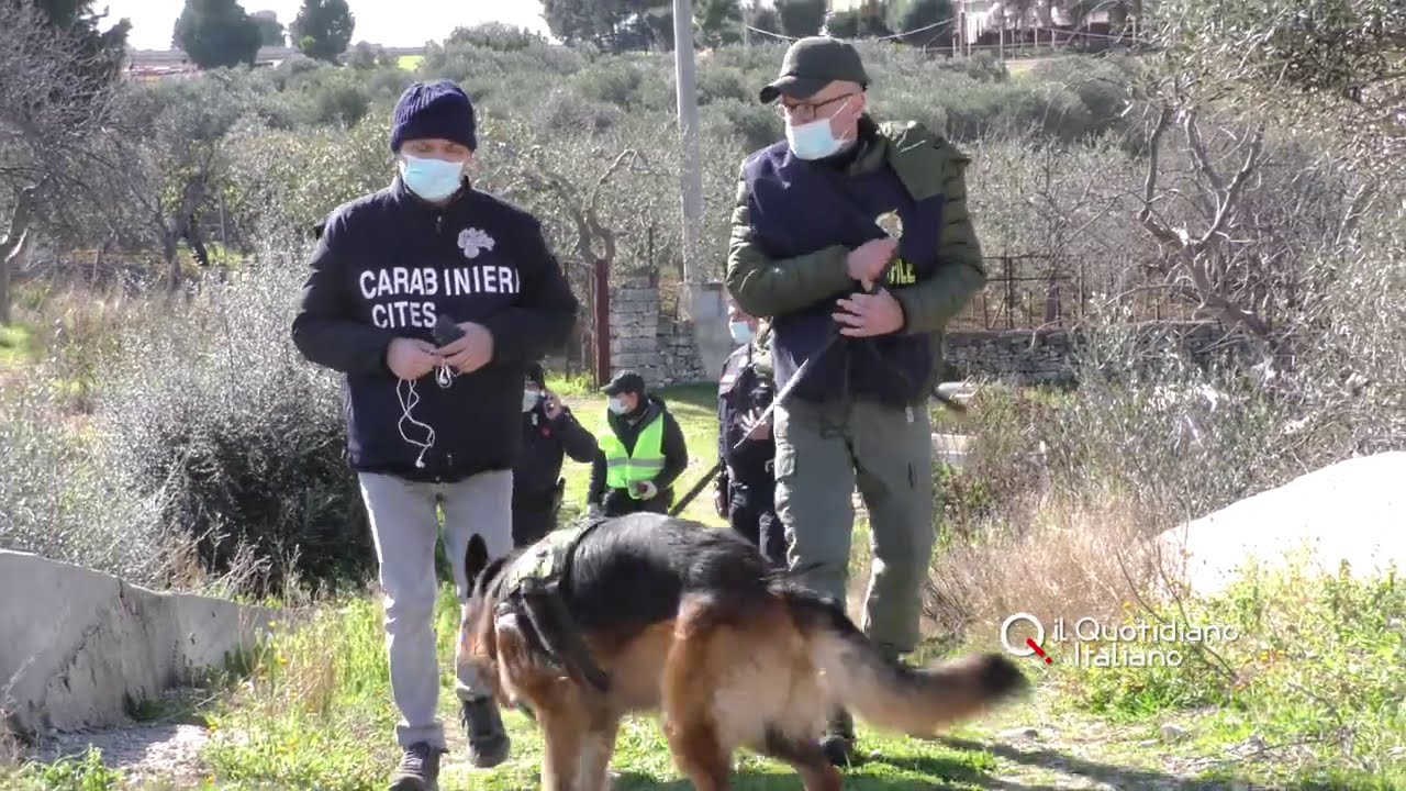 Bari, caccia alla pantera: Fred annusa tracce di leopardo. Felino braccato tra Adelfia e Carbonara