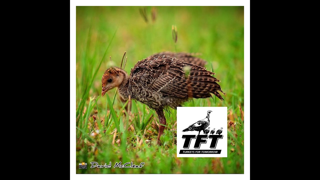 Turkeys For Tomorrow - Chase Grubbs