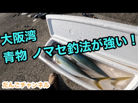 【釣行】大阪湾 青物はノマセ釣法強し 前編