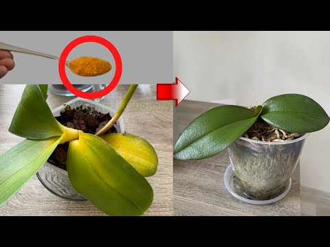 Video: Varför en orkidé blir gul: orsaker, vårdegenskaper, tips